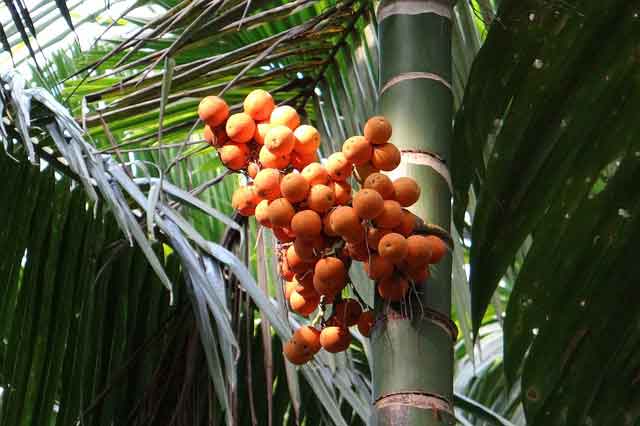 Areca Valley Ganshiling Areca Valley Ganshiling