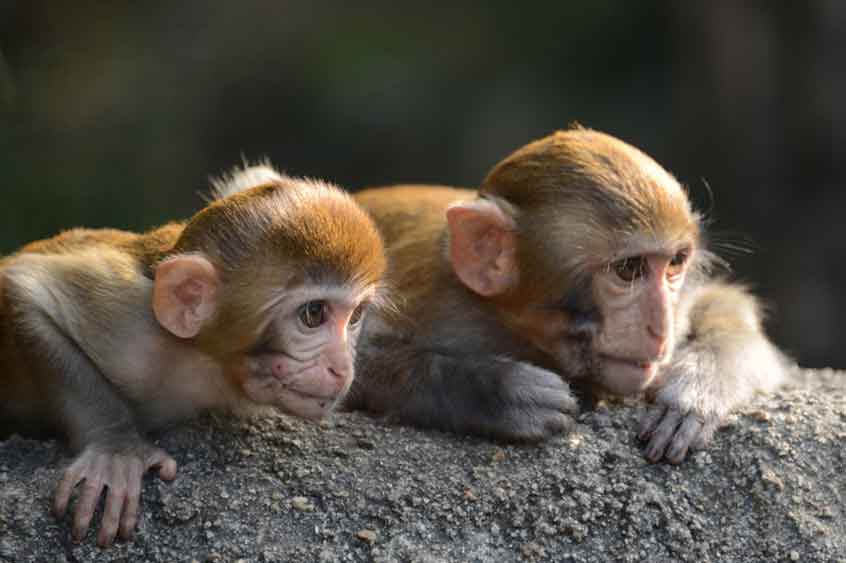 Nanwan monkey Island Nanwan monkey Island