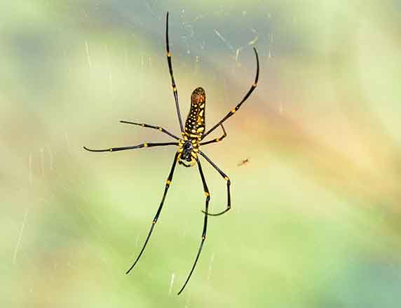 Hainan-Spider