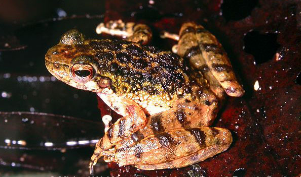 Hainan torrent frog