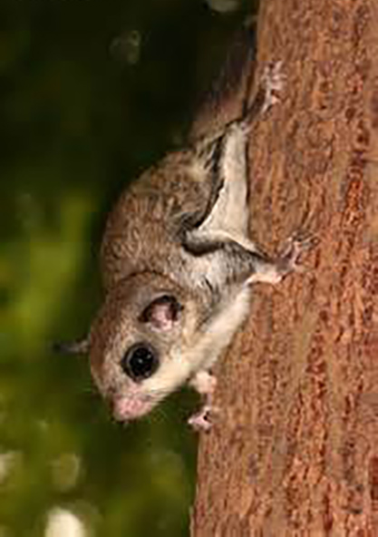 Hainan Island Hylopetes electilis
