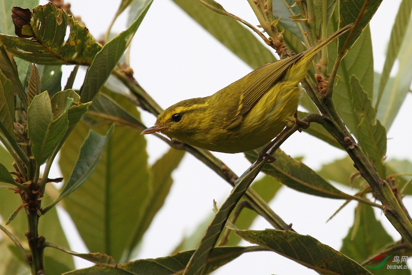 Hainan leaf warbler