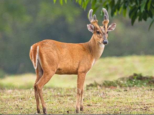Hainan Wildlife Père-David's-deer