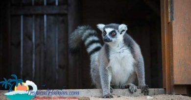 Guilin Yang Zoo, things to do in Haikou Guilin Yang Zoo, things to do in Haikou