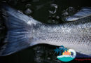 CNY 6 billion agreement for China’s first intelligent deep-water fish farm signed CNY 6 billion agreement for China’s first intelligent deep-water fish farm signed