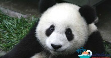 Giant panda bears arrive in Hainan Giant panda bears arrive in Hainan