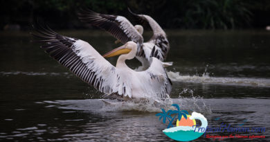 Pelicans flock to Haikou’s wetlands for the winter Pelicans flock to Haikou’s wetlands for the winter