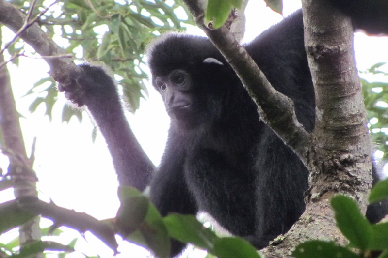 Hainan Gibbon