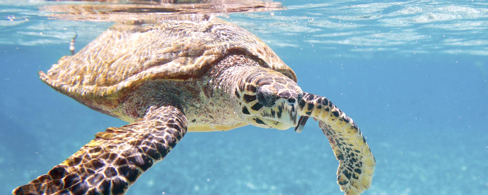 Sea turtle Hainan