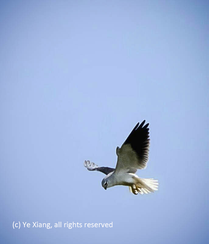 Elanus Caeruleus Elanus Caeruleus