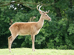 Eld’s deer, Haikou tropical zoo Eld's deer, Haikou tropical zoo