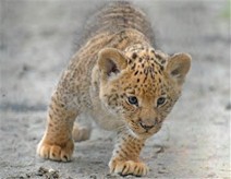 Liger, Hainan tropical zoo Liger, Hainan tropical zoo