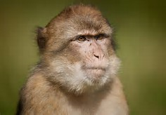 Hainan Macaque Hainan Macaque
