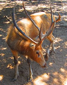 Mi Lu Pere David’s deer Mi Lu Pere David's deer