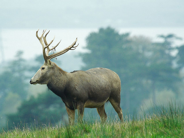 Père David's deer