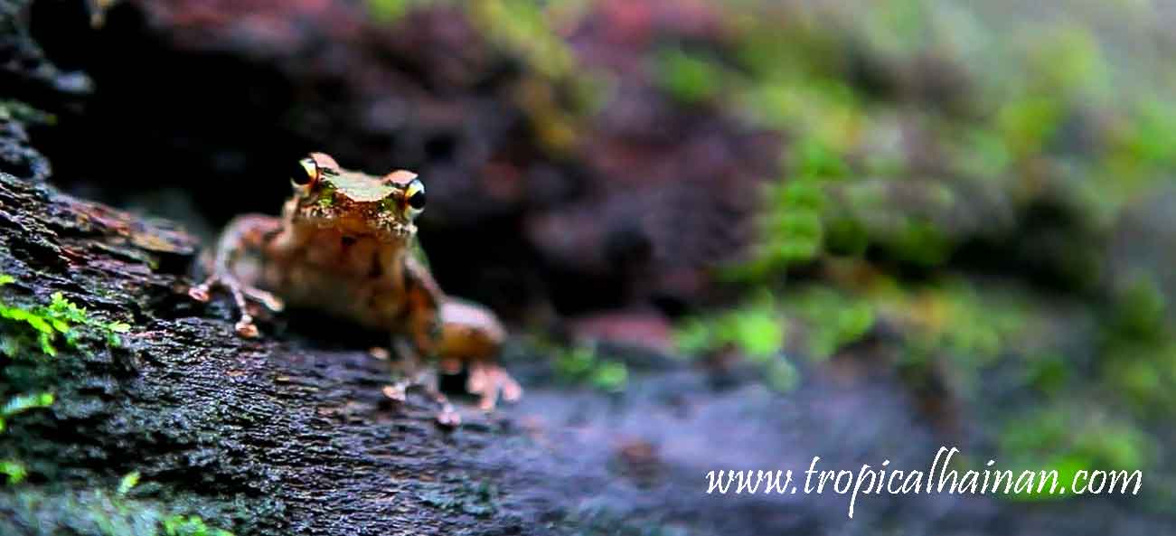 Yanoda rainforest frog Yanoda rainforest frog