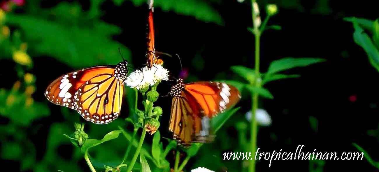Yanoda rainforest butterfly Yanoda rainforest butterfly