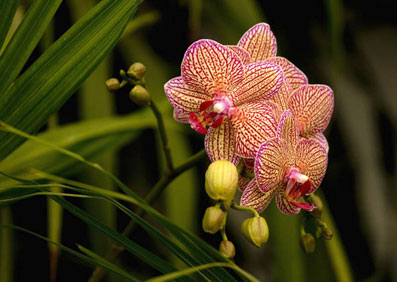 Orchid World Sanya