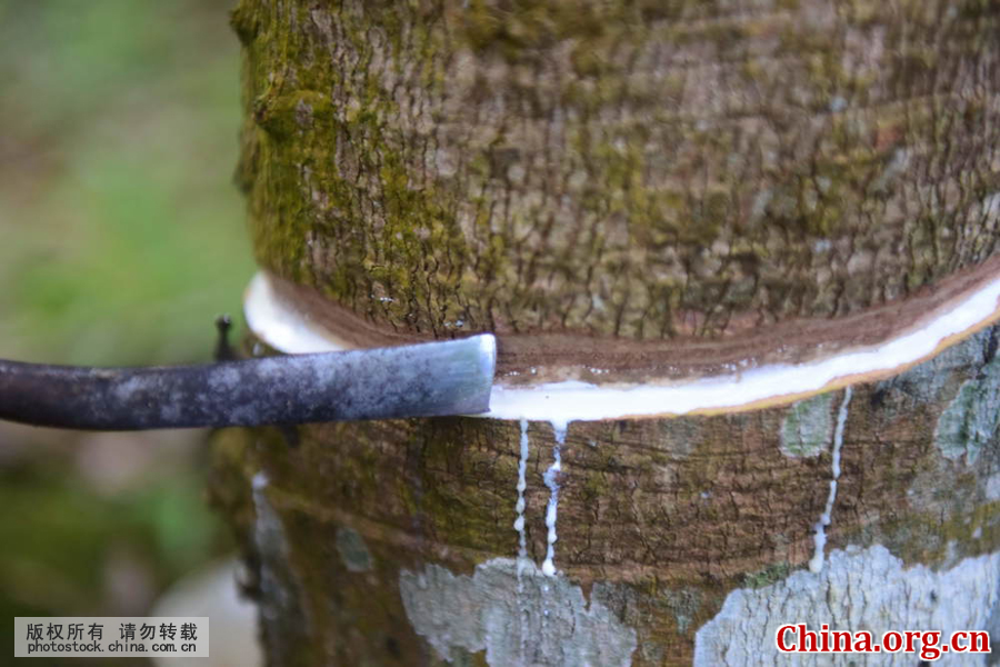 china natural rubber price