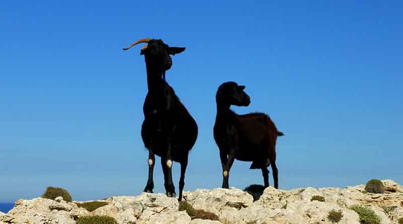 Hainan province promotes environmental-friendly livestock and poultry breeding