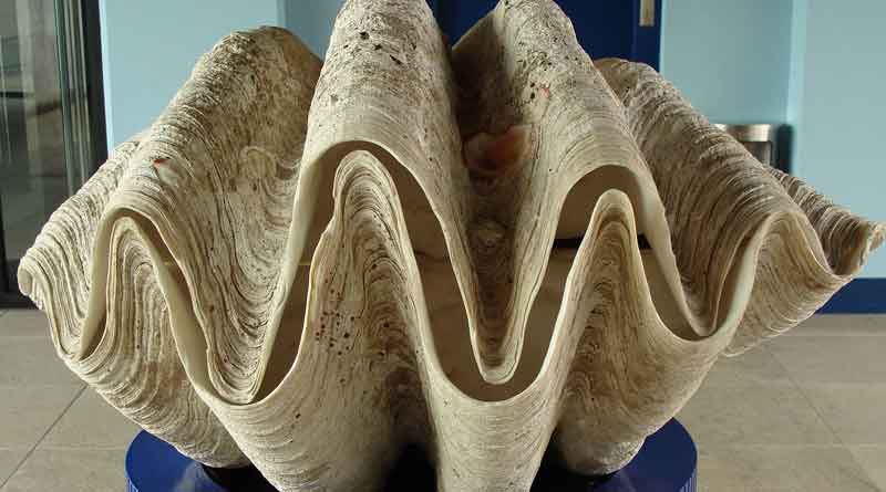 Hainan bans giant clam and coral trade