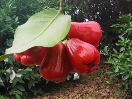 Qionghai Yu Jue Fruit Cooperatives