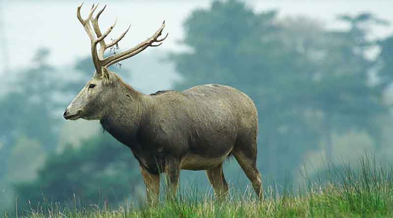 Hainan Wildlife Père-David's-deer