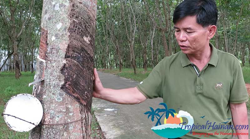 Miao village-leader-with-rubber-tree