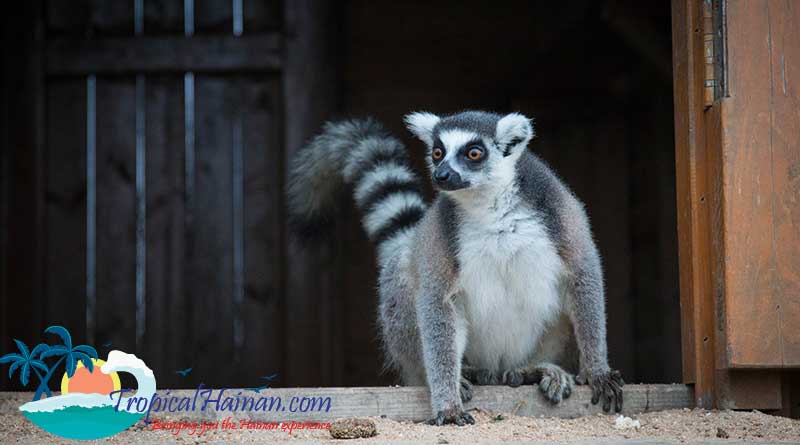 Guilin-Yang-Zoo-Haikou