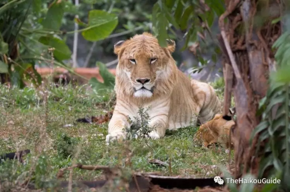 Hainan tropical wildlife park and botanical garden 6