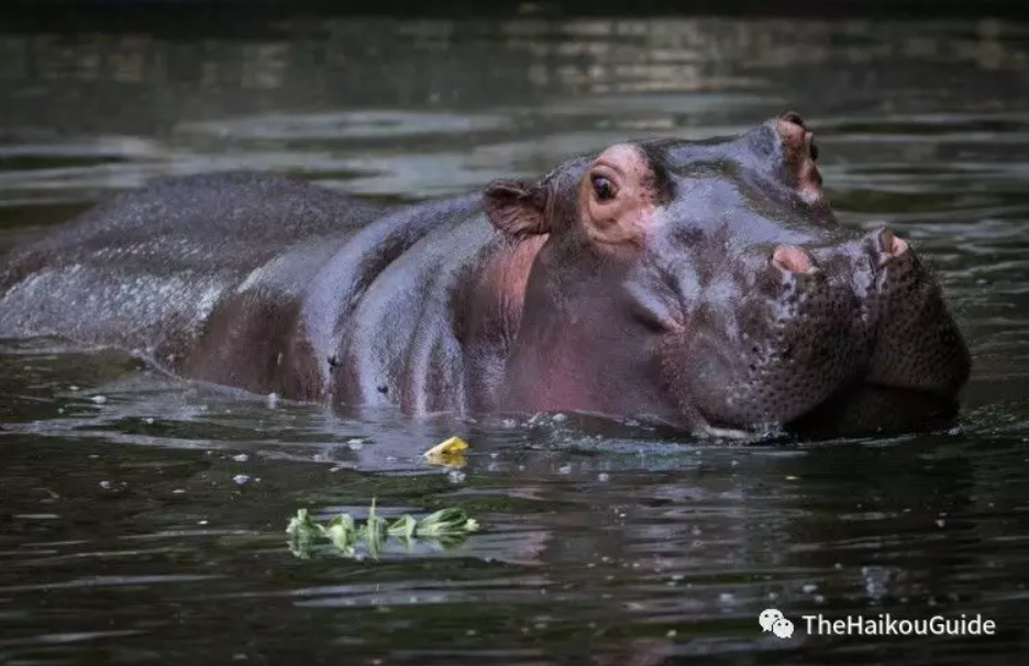 Hainan tropical wildlife park and botanical garden 8