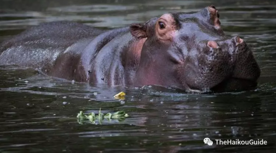 Hainan tropical wildlife park and botanical garden