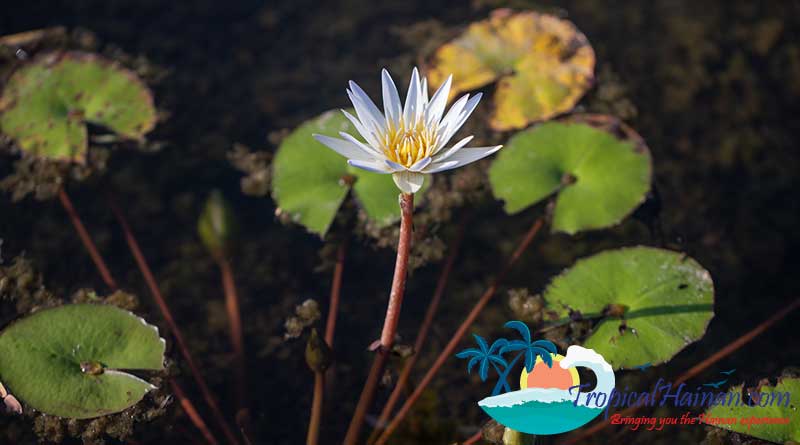 Discover-the-Meishe-Wetlands-Park-Haikou-5