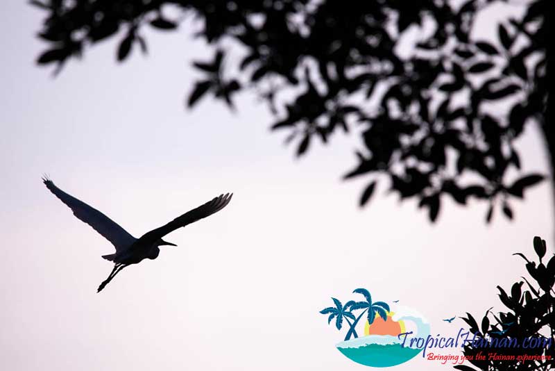 Dongzhaigang-Mangroves-and-wetlands-Haikou-Hainan-Island-China-(19-of-18)