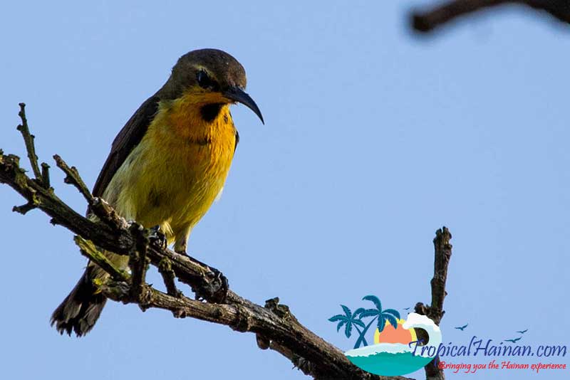 Dongzhaigang-Mangroves-and-wetlands-Haikou-Hainan-Island-China-bird-2