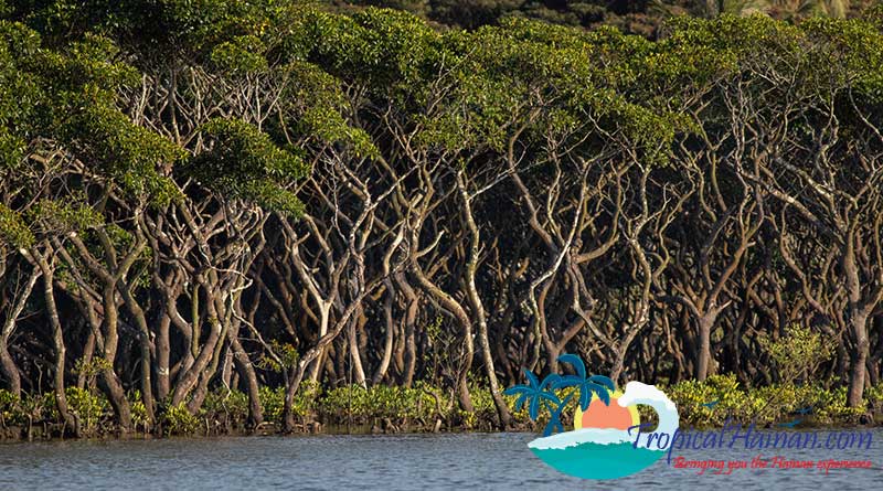 Dongzhaigang-Mangroves-and-wetlands-feature-image