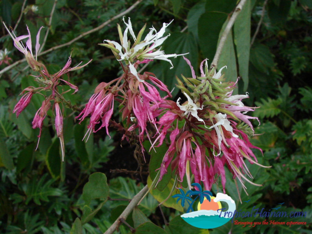 Hainan Li Minority textile Bauhinia