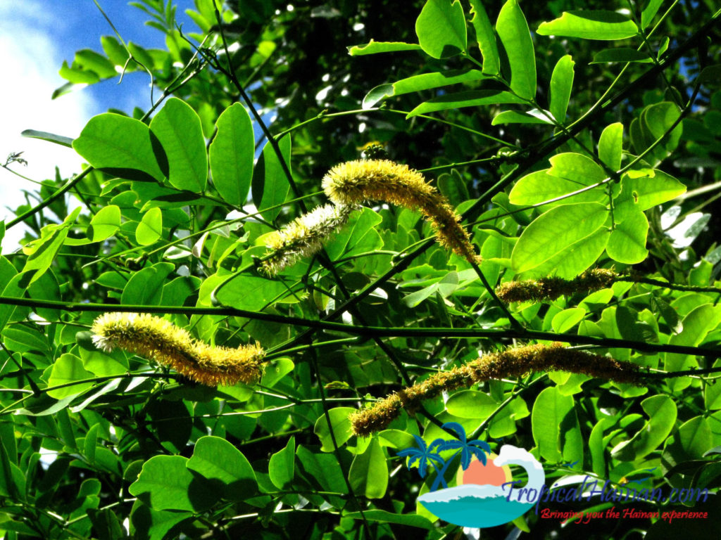 Hainan Li Minority textile Entada phaseoloides