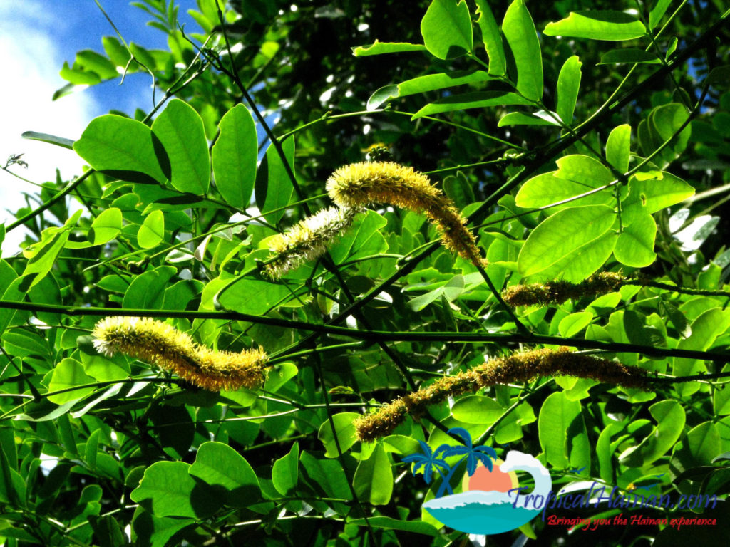 Hainan Li Minority textile Entada phaseoloides