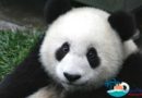 Panda-bears-in-Hainan-2