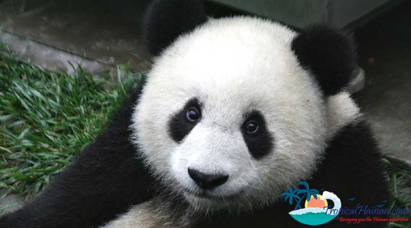 Panda-bears-in-Hainan-2