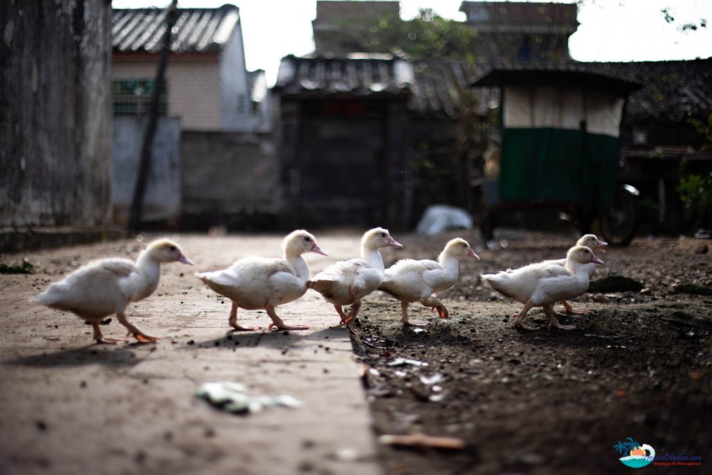 Discover-Bo-Tai-village,-one-of-Haikou's-ancient-villages-with-a-history-dating-back-800-years-ducks