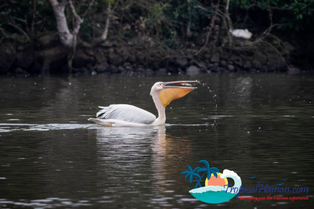 Pelicans arrive in Haikou for the winter (1)
