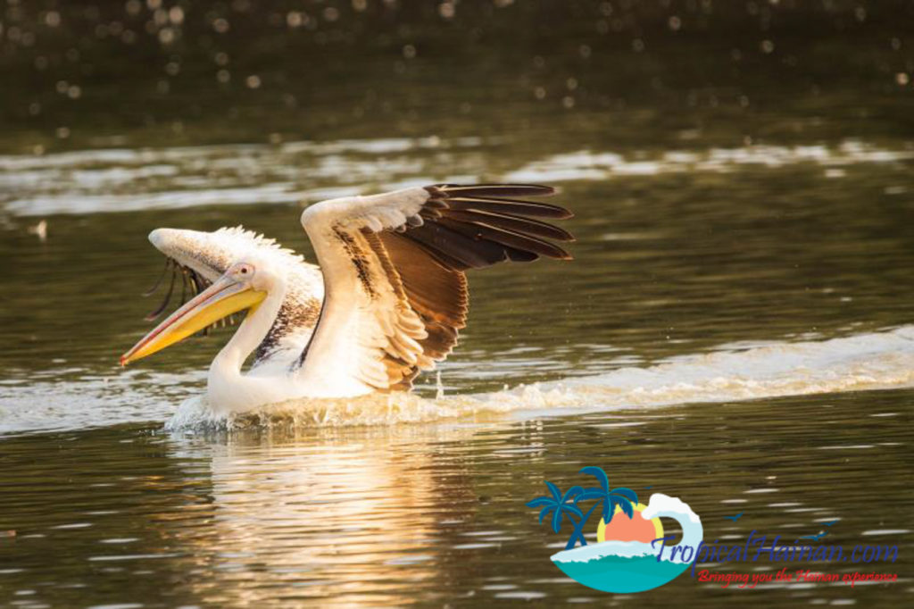 Pelicans arrive in Haikou for the winter (13)