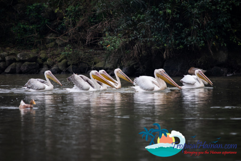 Pelicans arrive in Haikou for the winter (4)