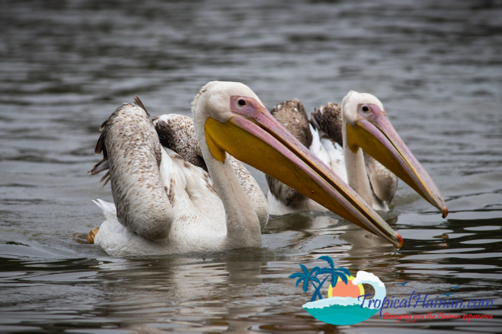 Pelicans arrive in Haikou for the winter (5)