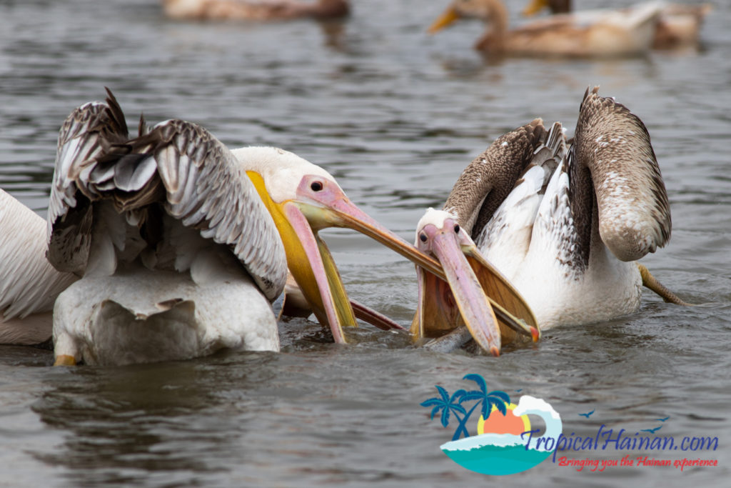 Pelicans arrive in Haikou for the winter (6)