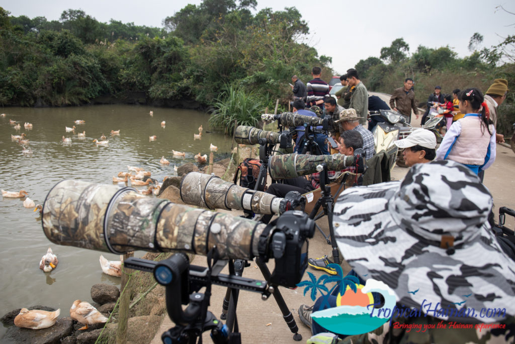 Pelicans arrive in Haikou for the winter (7)