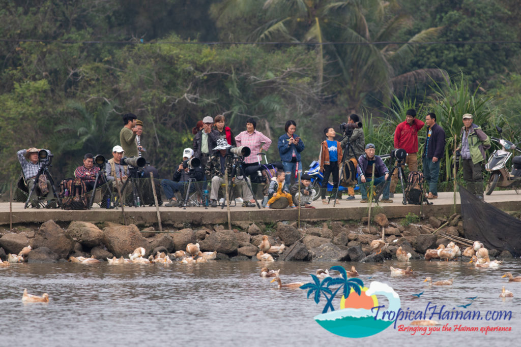 Pelicans arrive in Haikou for the winter (9)