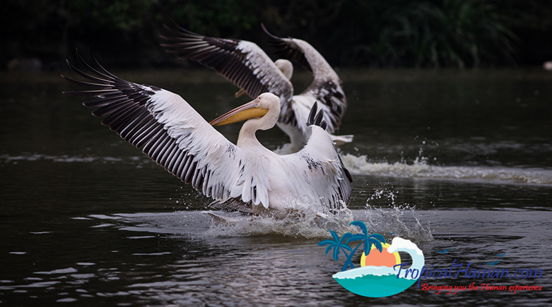 Pelicans arrive in Haikou for the winter feature image